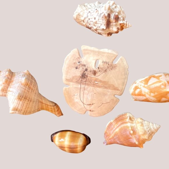 5 Different Sea Shells 1 Sand Dollar w/ Original Painting Signed by Dean Unique - Picture 2 of 13